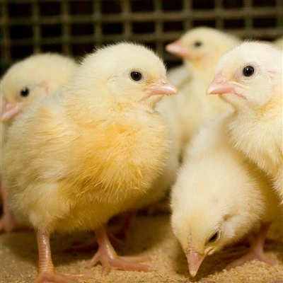 Whangai Whakamatau Broiler